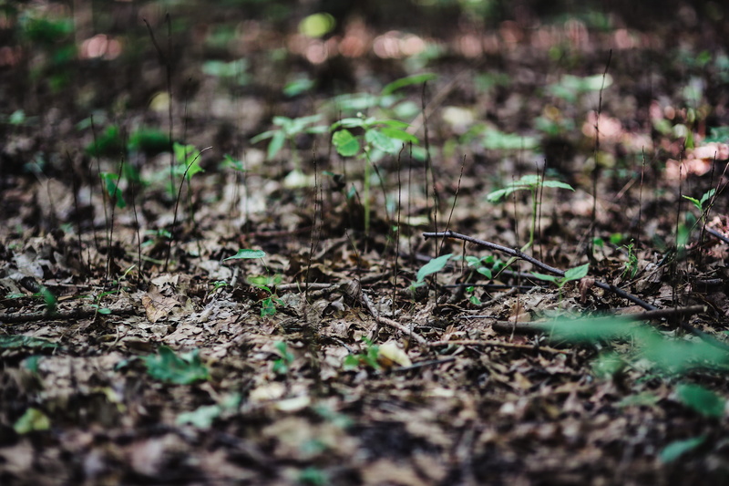 season, beginnings, forest, green, land, day, outdoors, selective focus, growth, small, autumn, walk, nature, backgrounds, grass, freshness, close-up, field
