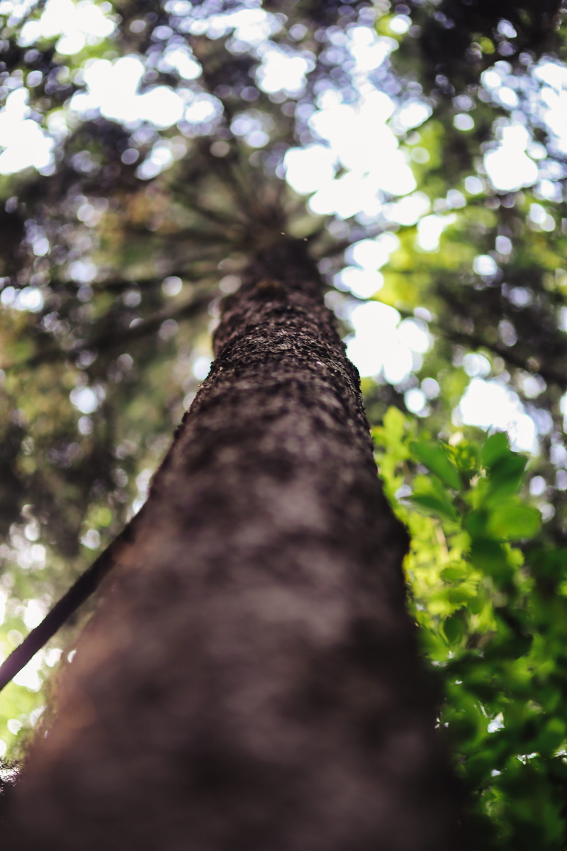 leaf, green, green Color, summer, moze, growth, walk, tree Trunk, trunk, directly below, tree canopy, close-up, focus on foreground, nature, plant, woods