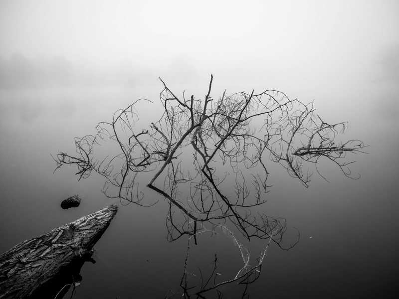 nature, water, photo, grayscale, tree, forest, spooky, body, dead, 4K