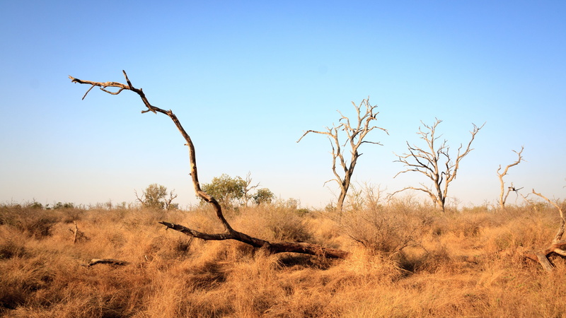 plant, environment, 4K, nature, dead trees, dead plant, animal, semi-arid, grass, animal wildlife, savannah, sky, horizon, landscape, scenics - nature