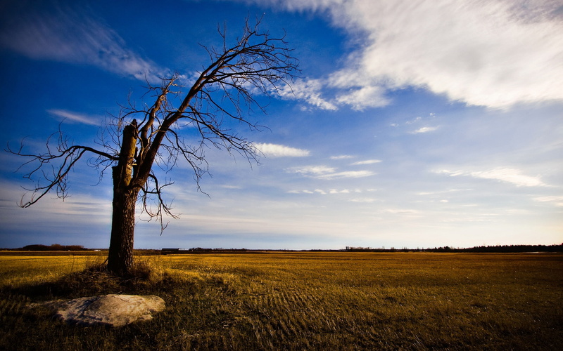 nature, landscape, lonely, background, dead, tree, wooden, brown, 2K, old