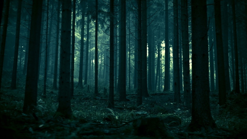 Dead Trees, landscape, Trees, Pine Trees, Dark, nature, Spruce, 1080P, forest