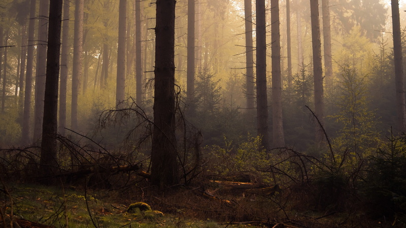 dead trees, mist, forest, 1080P, trees