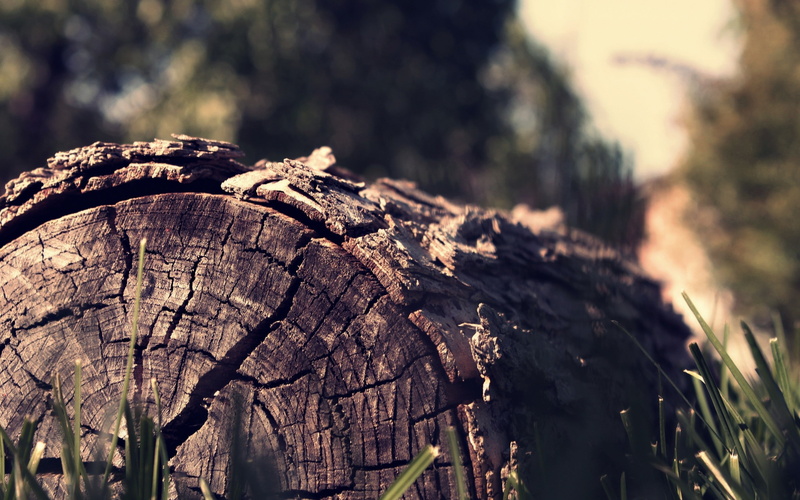 dead trees, nature, 2K, closeup