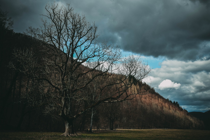 scenics - nature, tree, beside, tranquil scene, grassland, environment, mountain, cloudy, weather, gloomy, tranquility, 5K, day, plant, bewölkt, photophy