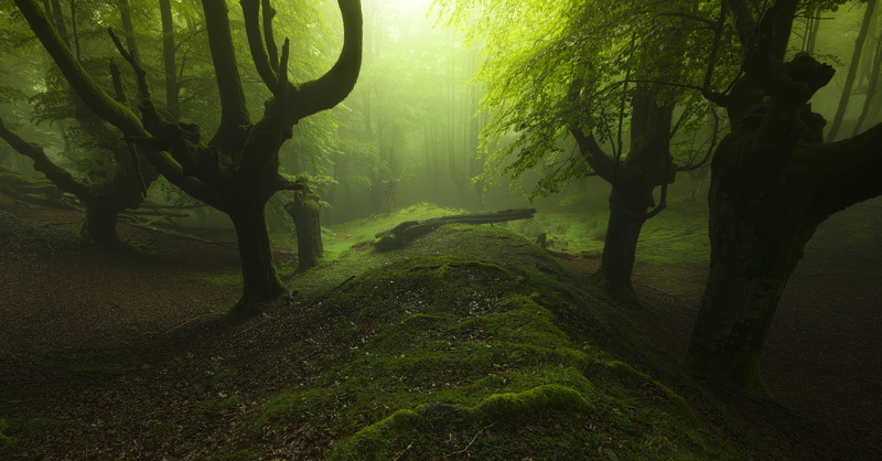 mist, nature, trees, landscape, moss, hills, sunlight, forest, dead trees, 1080P, leaves