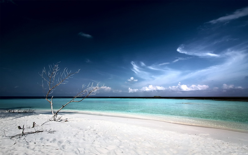 720P, tree, beach, hd, dead