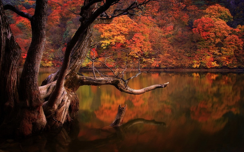 water, 720P, landscape, colorful, dead trees, trees, lake, South Korea, nature, forest, reflection, fall