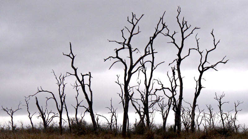 plant, overcast, tranquility, mystical, day, bare tree, environment, dead plant, no people, non-urban scene, grass, silhouette, trees, 4K, branch, tree