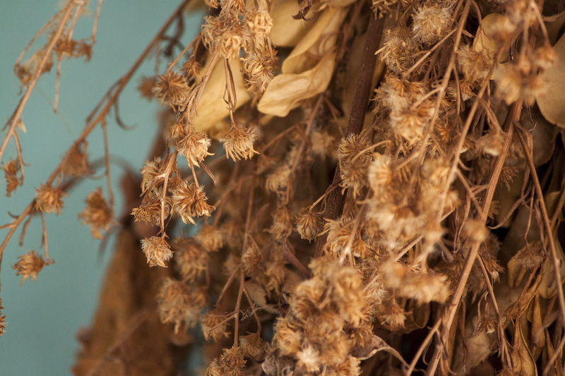 plants, close-up, branch, wilted plant, dead, focus on foreground, dry, selective focus, outdoors, brown, cereal plant, full frame, growth, blossom, flower