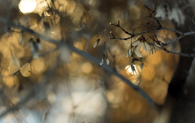tree, vulnerability, trees, dead plant, no people, dry, 1080P, fragility, selective focus, nature, cold temperature, focus on foreground, tranquility