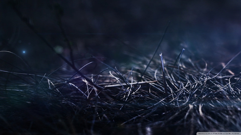 fragility, twig, forest, dead plant, field, no people, land, outdoors, tree, plant, tranquility, complexity, growth, 1080P, grass, plants, vulnerability