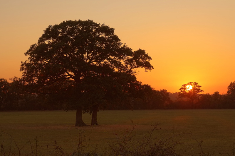 Sunset, silhouette, grass, middle, tree, sky, nature, outdoors, Otmoor, 4K, sun, field, trees