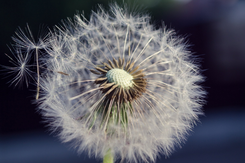 softness, vulnerability, single Flower, inflorescence, outdoors, seed, white color, summer, nature, flowering plant, blossom, 4K, bright, growth, fragility