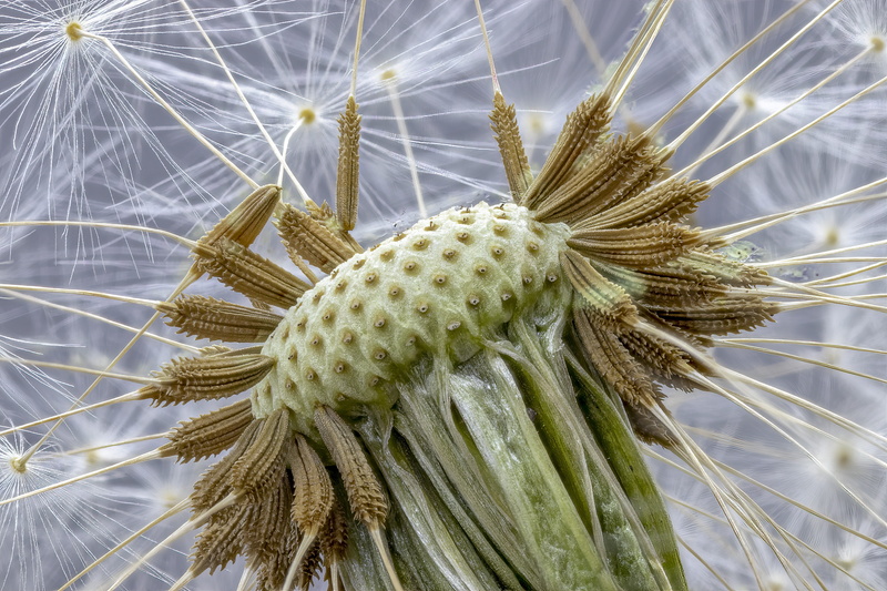 flower head, no people, flowering plant, spiked, dandelion, focus on foreground, outdoors, fluffy, plant, composites, dandelion seed, freshness, cactus