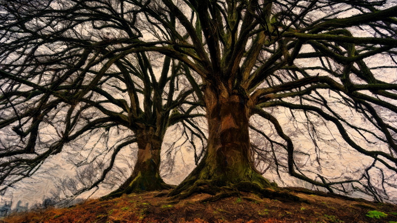 barks, plant, beauty in nature, tree canopy, tree trunk, tranquil scene, tree, wood, no people, nature, tree branches, environment, branches, paintings