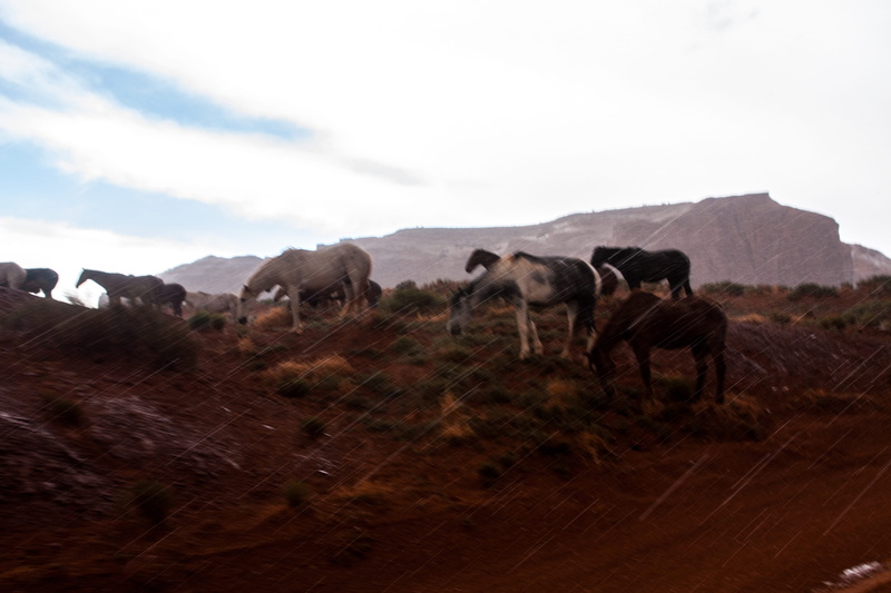 sky, animal wildlife, domestic animals, herbivorous, united states, mammal, herd, cloud - sky, landscape, livestock, environment, 4K, animals in the wild