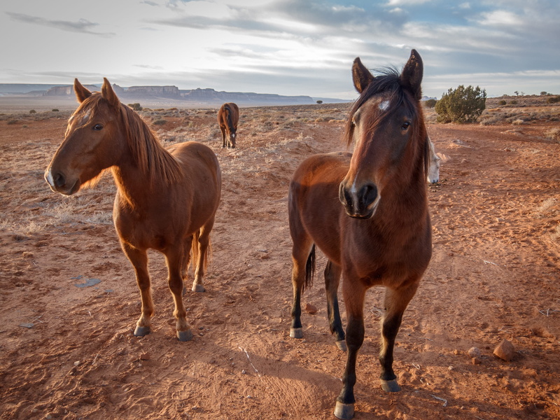 group of animals, domestic, outdoors, oljato-monument valley, animal family, animal themes, nature, monument valley, day, sky, west, livestock, no people