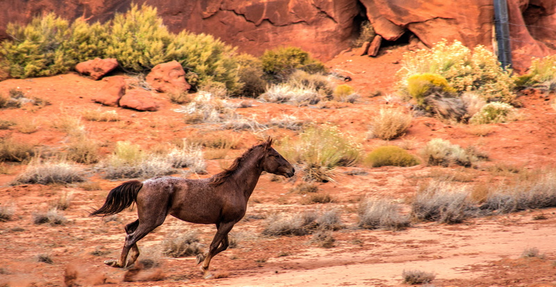 standing, animal wildlife, semi-arid, full length, oljato-monument valley, united states, domestic animals, rock, mammal, plant, land, herbivorous, vertebrate