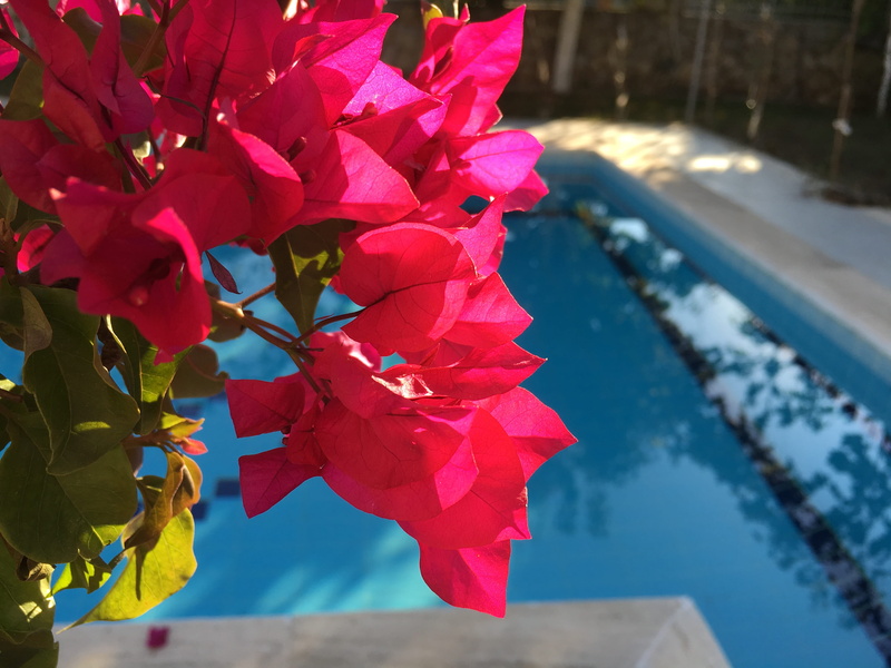 outdoors, flowering plant, pink, vulnerability, bougainvillea, fethiye, day, no people, beauty in nature, flower, close-up, turkey, red, cherry blossom