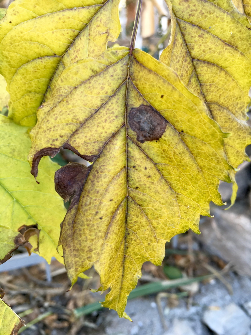 tree, plant, natural pattern, autumn, yellowed leaf, green color, maple leaf, outdoors, nature, no people, leaves, fethiye, dry, natural condition, 4K