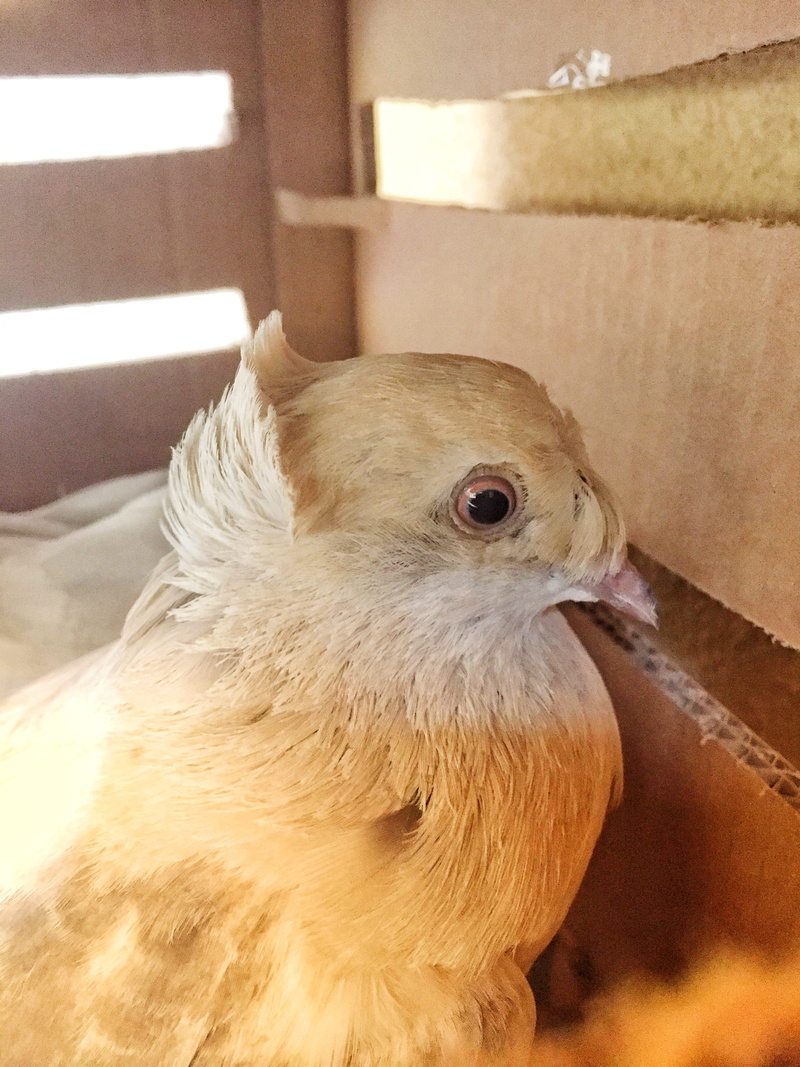 domestic, fethiye, pets, mammal, animal, indoors, young bird, 2K, animal eye, no people, animals in the wild, one animal, animal body part, taşyaka mahallesi
