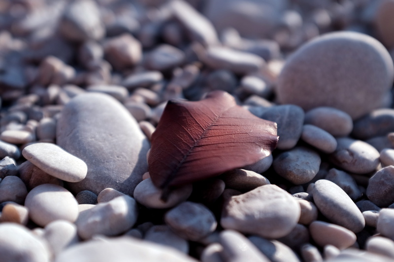 no people, selective focus, high angle view, still life, brown, abundance, close-up, day, stones, large group of objects, stone - object, leaf, fethiye