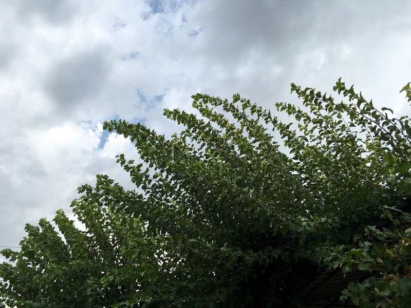 beauty in nature, trees, nature, tranquility, low angle view, cloud - sky, plant part, turkey, green color, sky, treetop, leaf, tranquil scene, no people