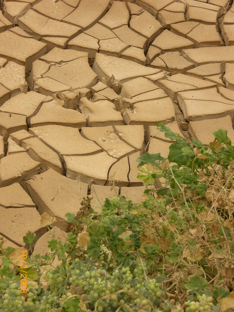 land, field, plant, dehydrated, environment, cracked, sunlight, 2K, clay pan, agriculture, Clay, Period, outdoors, plant part, growth, Drought, high angle view