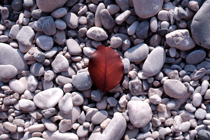 day, animal, rock - object, abundance, rock, outdoors, no people, close-up, stone, land, pebble, large group of objects, animals in the wild, high angle view