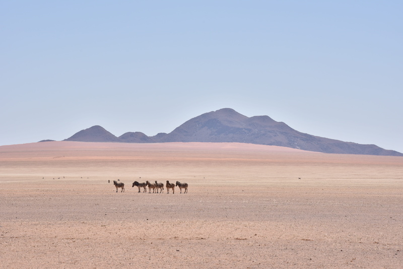 animal, zebra, scenics - nature, mammal, namibia, landscape, clear sky, herbivorous, arid climate, animal wildlife, environment, no people, day, group of animals
