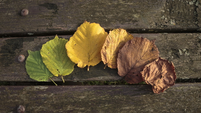 fragility, plant, plant part, day, autumn, dry, leaves, outdoors, nature, falling, leaf, wood, vulnerability, change, wood - material, leaf vein, high angle view
