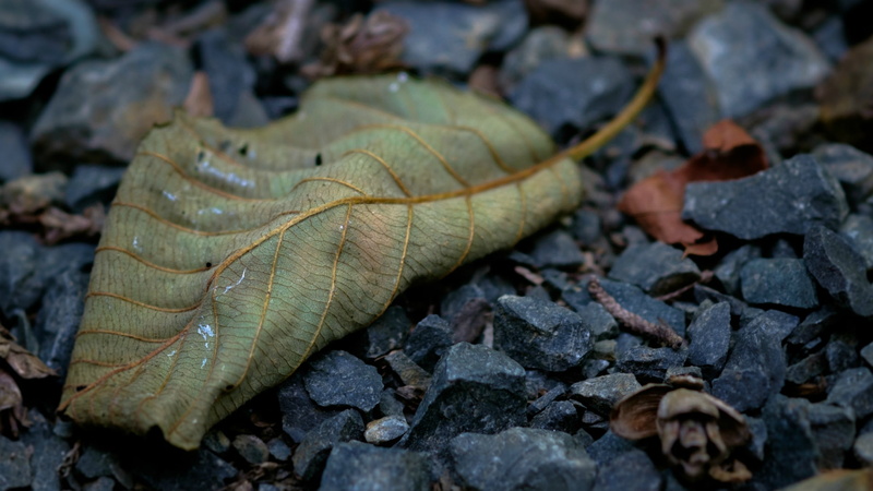 fragility, leaf, dry, day, selective focus, no people, high angle view, dried, fall, green, land, plant part, beauty in nature, macro, falling, rock, leaves