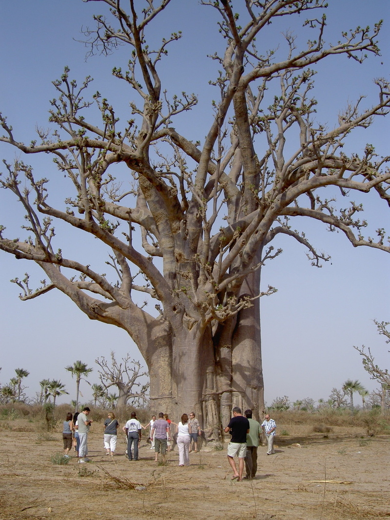 tree, tourism, outdoors, real people, group, branch, people, baobab, land, large, women, field, adult, landscape, medium group of people, men, nature, senegal