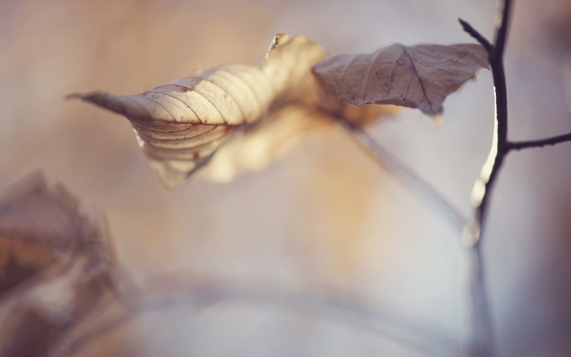 tree, day, plant, close-up, fragility, freshness, branch, change, dried, minimalism, beauty in nature, leaves, food and drink, fall, sheet, leaf, photography
