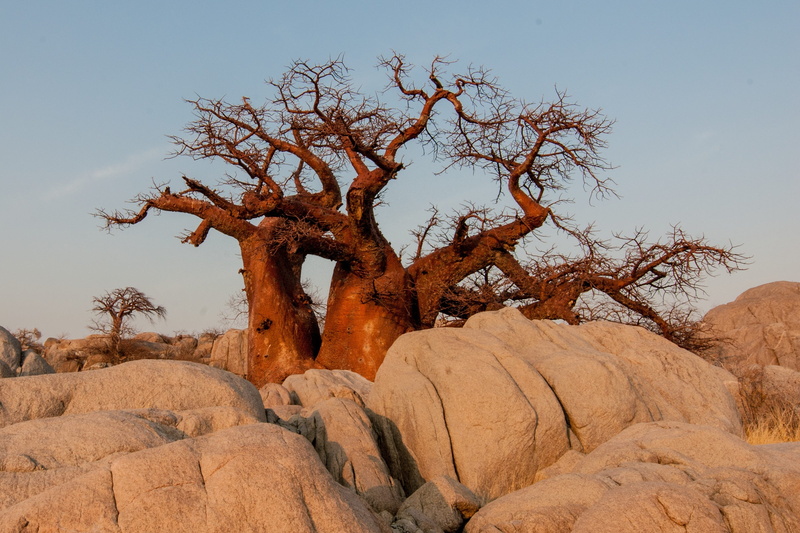 tranquil scene, withered, landscape, rock, rock - object, travel destinations, eroded, plant, physical geography, outdoors, tree, environment, ground, fossil