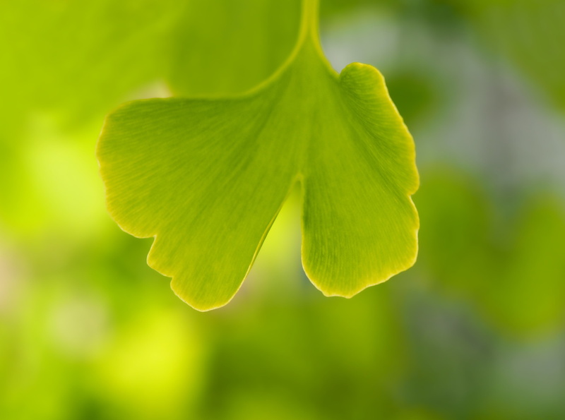 freshness, growth, Leaves, nature, medicinalplant, 4K, Tree, Branch, Green, yellow, Fresh, green color, selective focus, Spring, plant part, ginkgo, youngtree