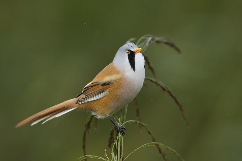 perching, no people, birds, animal themes, focus on foreground, photography, one animal, animal, beauty in nature, branch, zoology, day, outdoors, spread wings