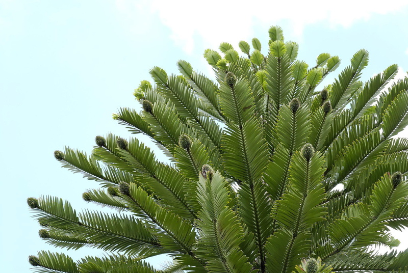 1080P, plant, wollemi pine, wollemi, green, ancient, conifer, dinosaur, woll, cones, wollemia, cone, primitive, pine, dinosaur tree, leaf, nobilis