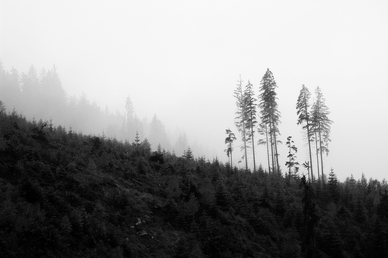 broken, dark, water, evergreen tree, coniferous tree, clouds, forest, heaven, landscape, nature, woodland, fog, trees, non-urban scene, day, shadow, simplicity