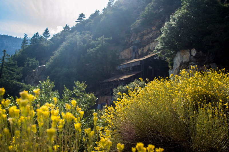 adventure, building exterior, flowering plant, color, architecture, antique, ancient, mine, mountain, growth, pine, rock, beauty in nature, no people, day
