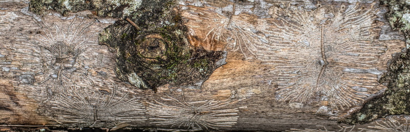 tribe, animal wildlife, structure, animal, 1080P, pattern, tree, ancient, textured, coniferous tree, marine, animal themes, animals in the wild, nature