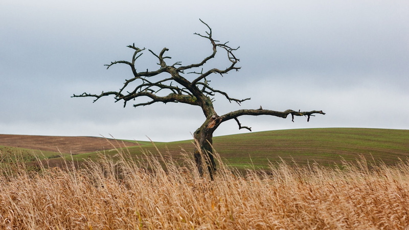dead plant, field, sky, tranquility, grass, bare tree, scenics - nature, day, trees, non-urban scene, nature, environment, climate, outdoors, tree, 1080P