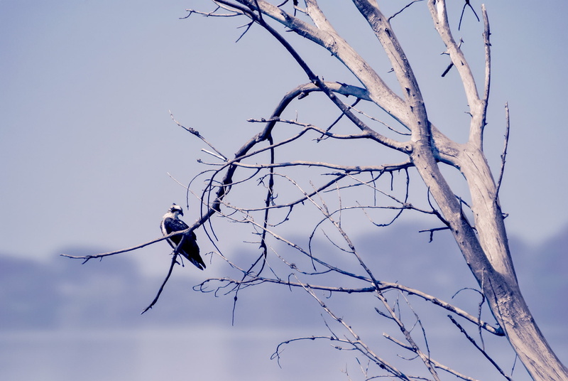 animal themes, animals, animal, sky, no people, low angle view, outdoors, beauty in nature, plant, osprey, animals in the wild, bare tree, perching, tree