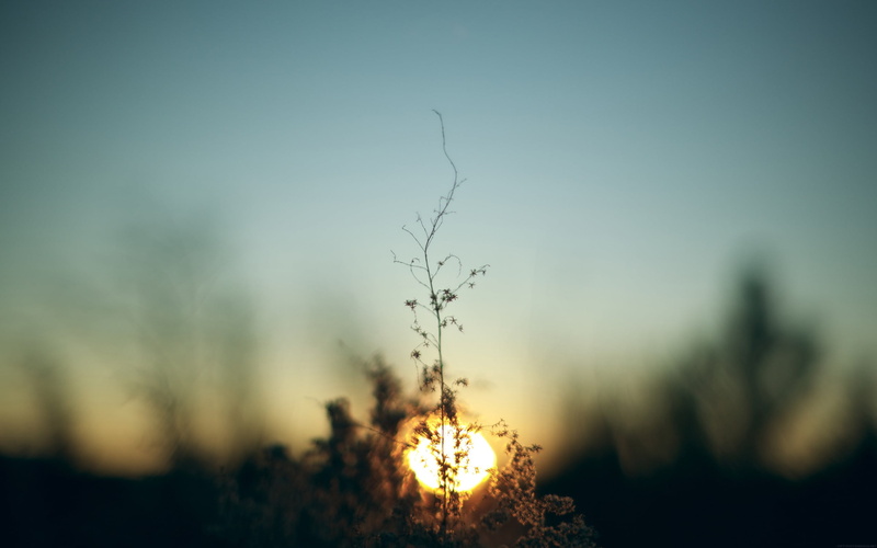 Sun, gray, beauty In Nature, close-up, defocused, focus on foreground, selective focus, tranquility, tranquil scene, sky, branch, sunset, plant, light - Natural Phenomenon