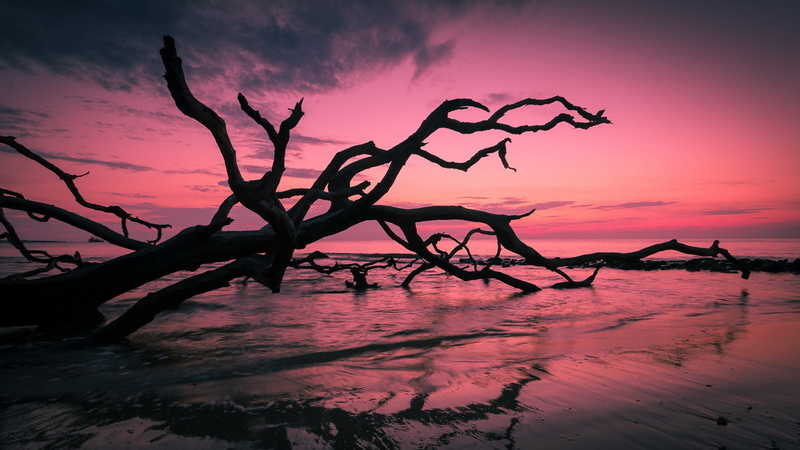 no people, 1080P, nature, sky, landscape, cloud - sky, scenics - nature, beauty in nature, plant, silhouette, outdoors, land, driftwood, dramatic sky