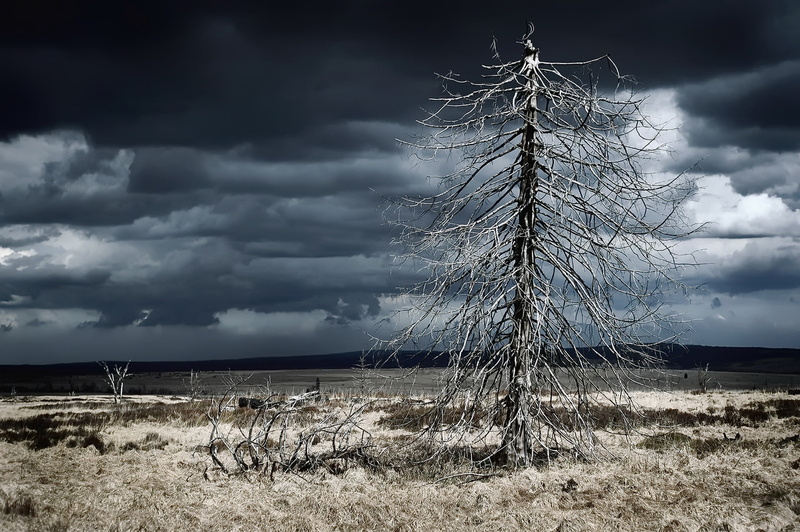 environment, non-urban scene, scenics - nature, 1080P, storm cloud, ominous, dark, storm, landscape, field, no people, nature, sky, tranquility, plant