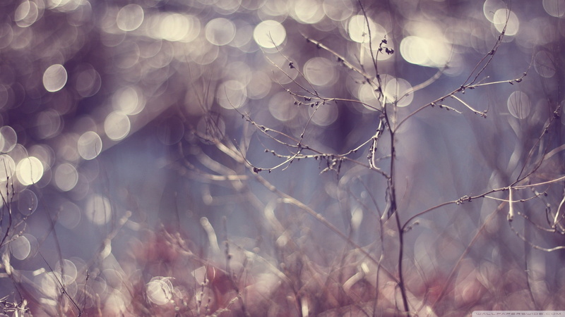 no people, plant, nature, beauty in nature, close-up, snowing, snow, growth, vulnerability, plants, cold temperature, tranquility, 1080P, branch, fragility