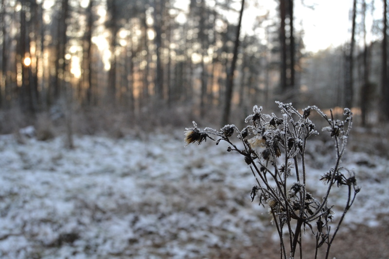 growth, outdoors, focus on foreground, tranquility, tree, day, beauty in nature, land, wilted plant, snow, dry, no people, 4K, frozen, woodland, dead plant