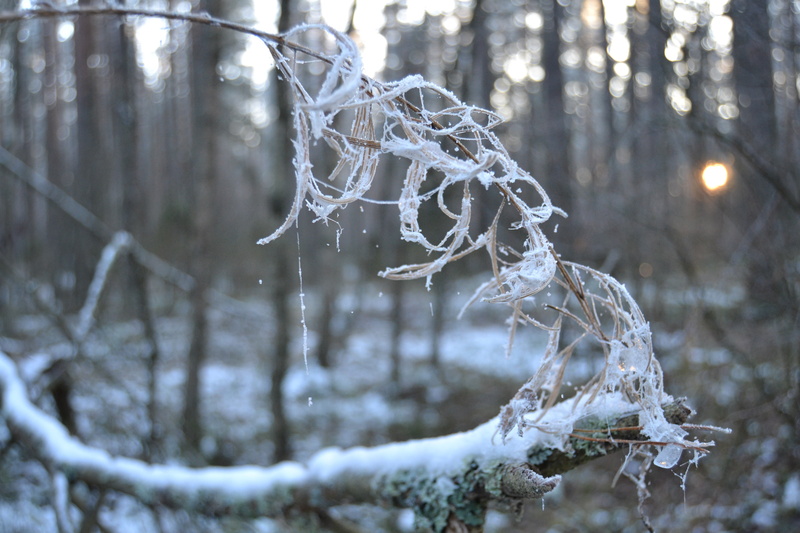 trees, frozen, depth of field, branch, white color, ice, extreme weather, no people, covered, icicle, land, snow, dead plant, twigs, cold temperature, sun rays